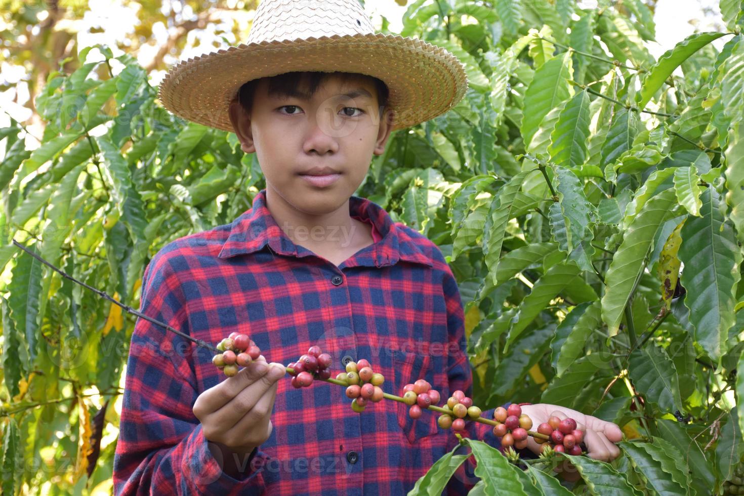 porträtt ung asiatisk pojke innehar knippa av kaffe körsbär frukt i de mitten av kaffe trädgård till studie utanför de klassrum. foto