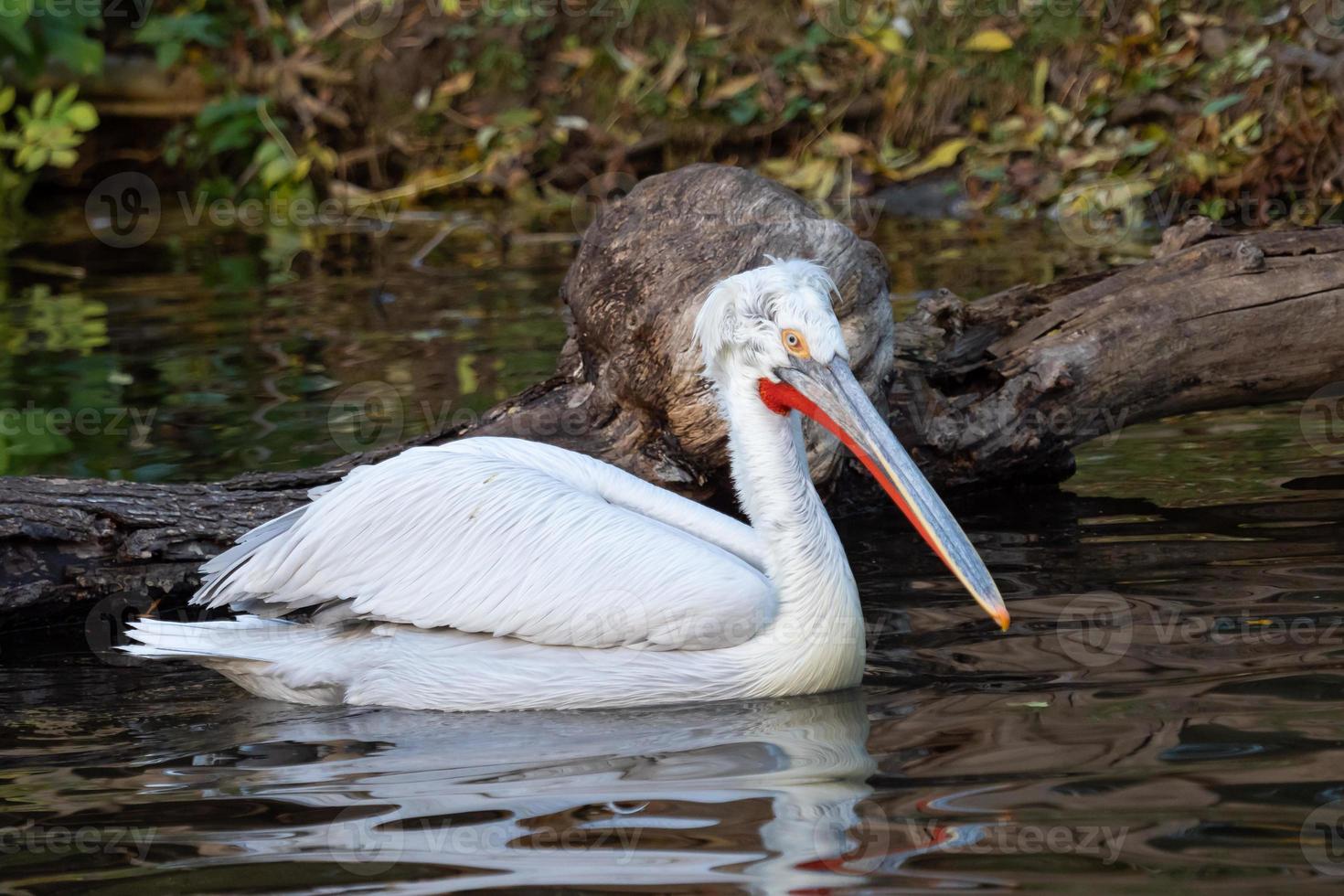 dalmatian pelikan flytande på vatten pelecanus crispus foto