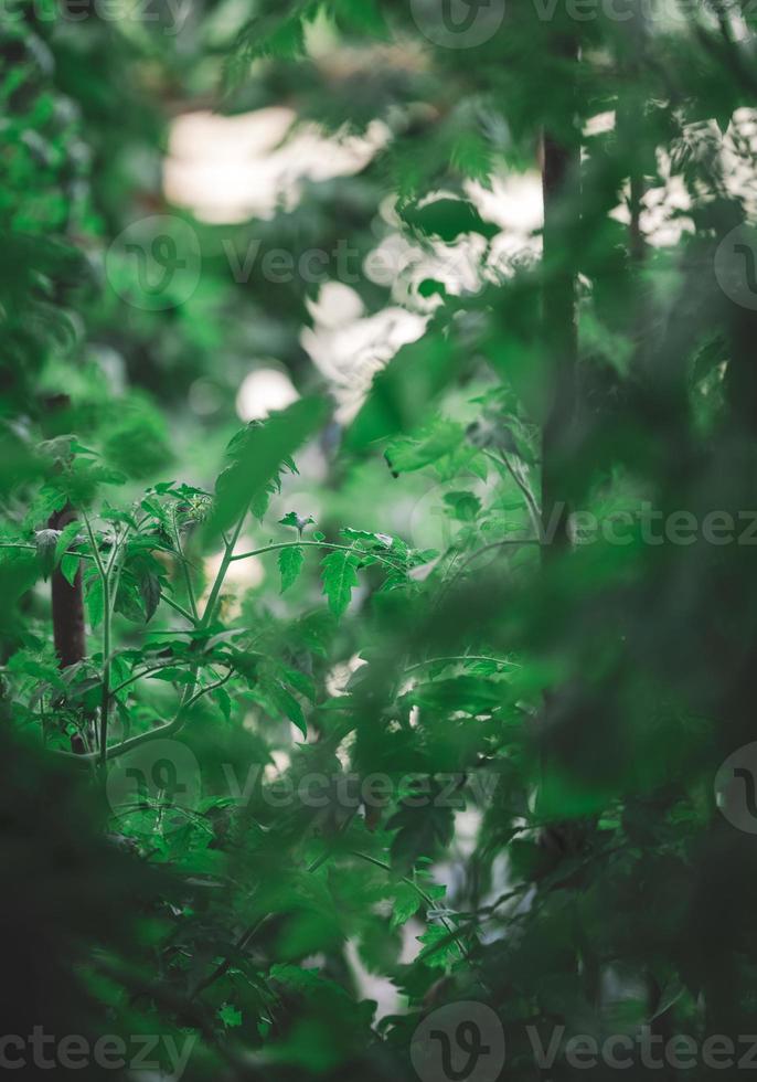 grön tomat löv i de trädgård, selektiv fokus foto