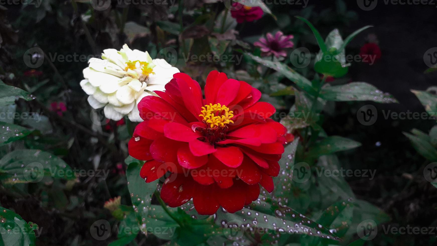 allmänning zinnia elegans blomma eller färgrik röd, vit och rosa blomma i de trädgård. foto