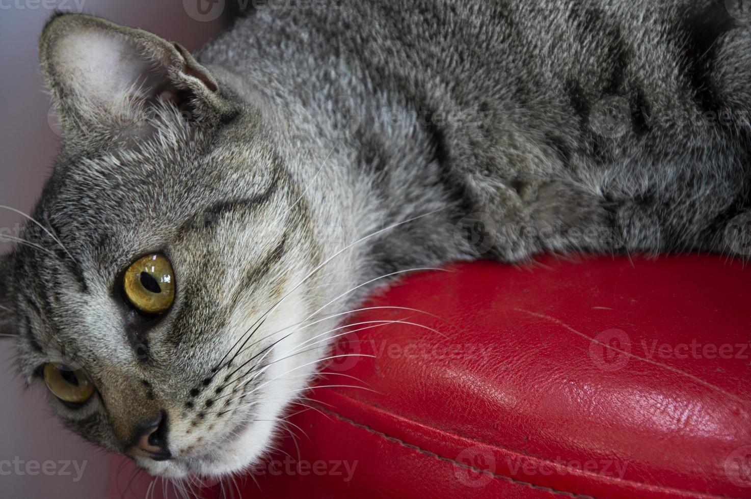 kattens ansikte i närbild, randig thai katt foto