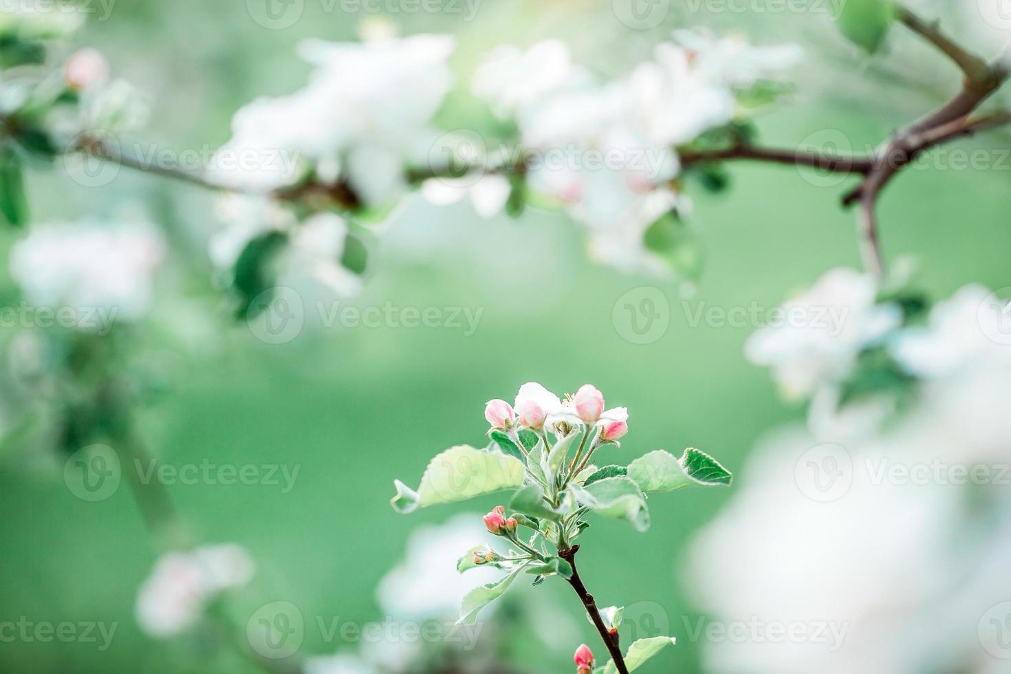 blommor av blomstrande äpple träd gren på en vår dag foto