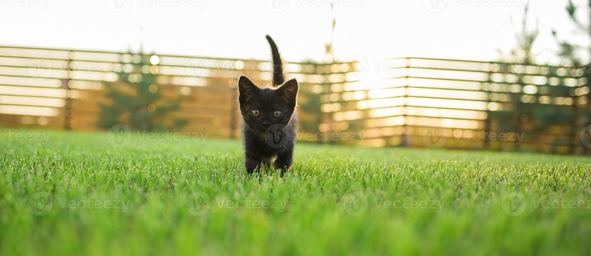 baner svart nyfiket kattunge utomhus i de gräs sommar kopia Plats - sällskapsdjur och inhemsk katt begrepp. kopia Plats och plats för reklam foto