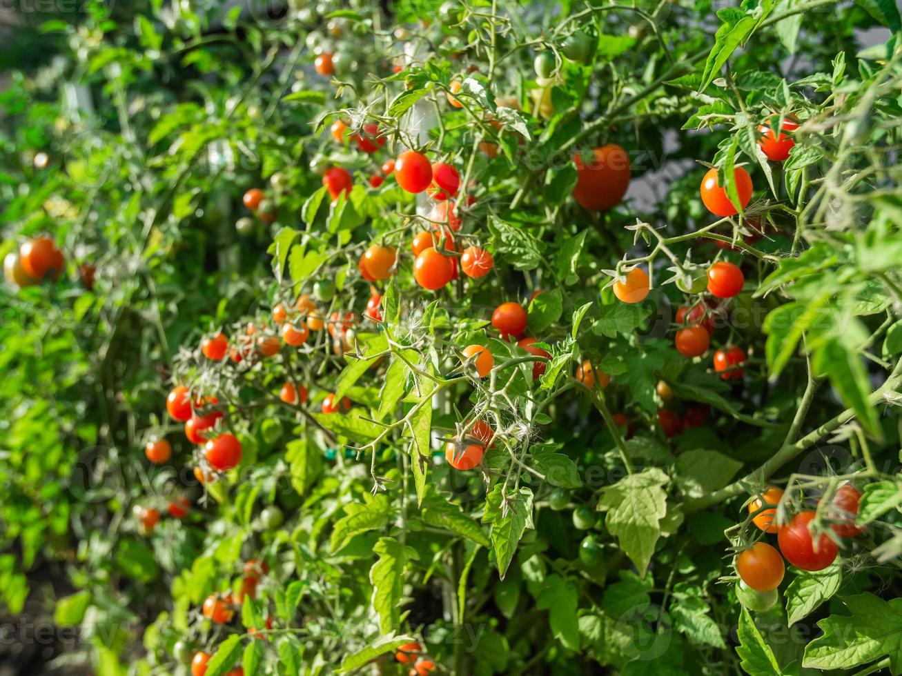 mogen tomat växt växande. färsk knippa av röd naturlig tomater på en gren i organisk vegetabiliska trädgård. foto