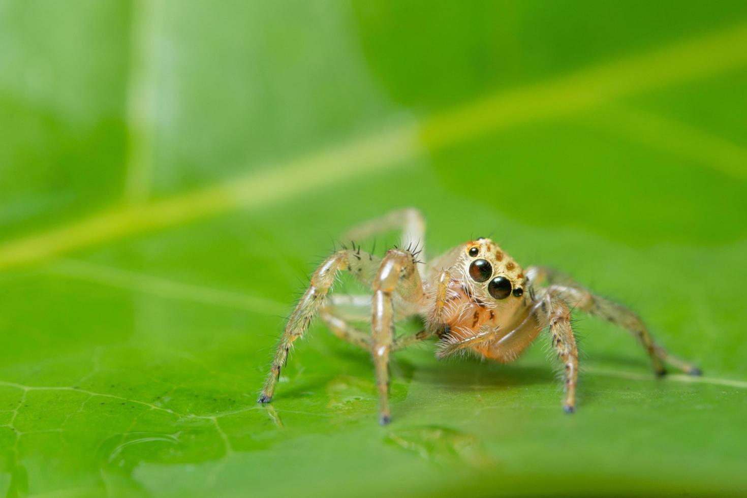 spindel på ett blad foto