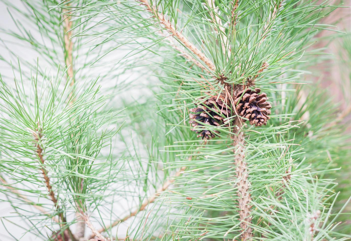 närbild av en gren med pinecones foto