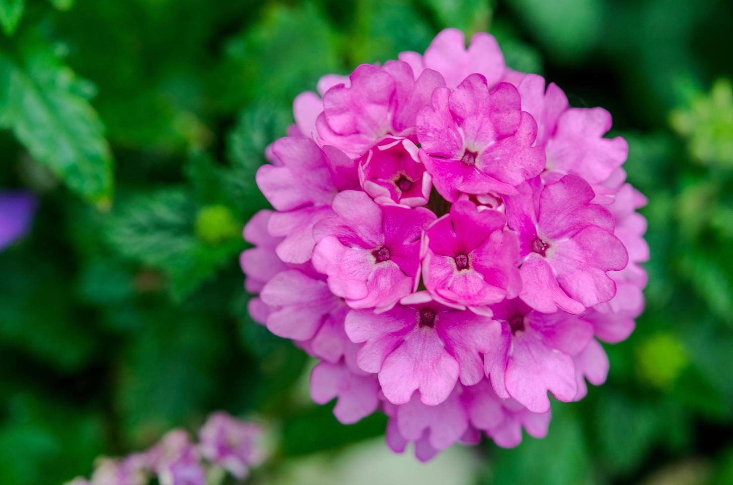 närbild av en rosa hortensiablomma foto