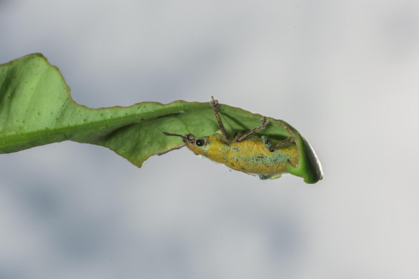 hypomeces squamosus fabricius på ett blad foto