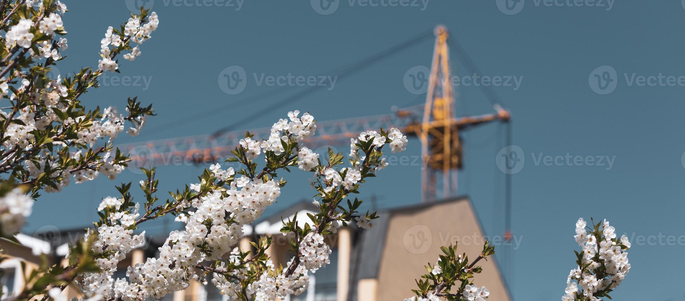 konstruktion kran med en vår blommande träd foto