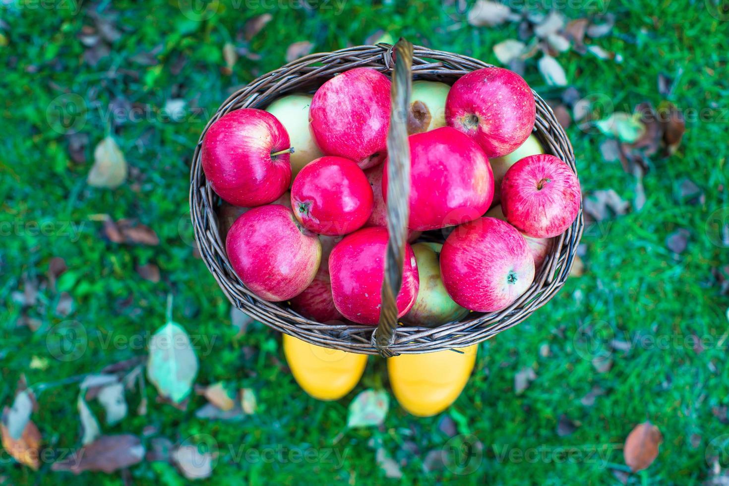 sugrör korg med röd äpplen på gul sudd stövlar på de gräs foto