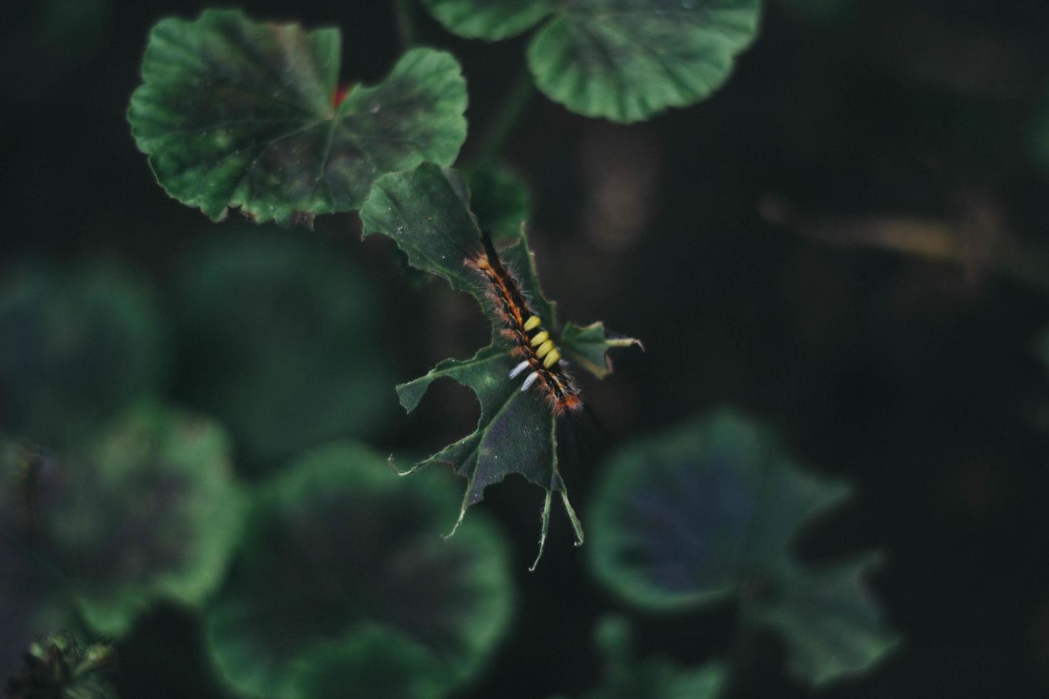 larv på ett blad foto