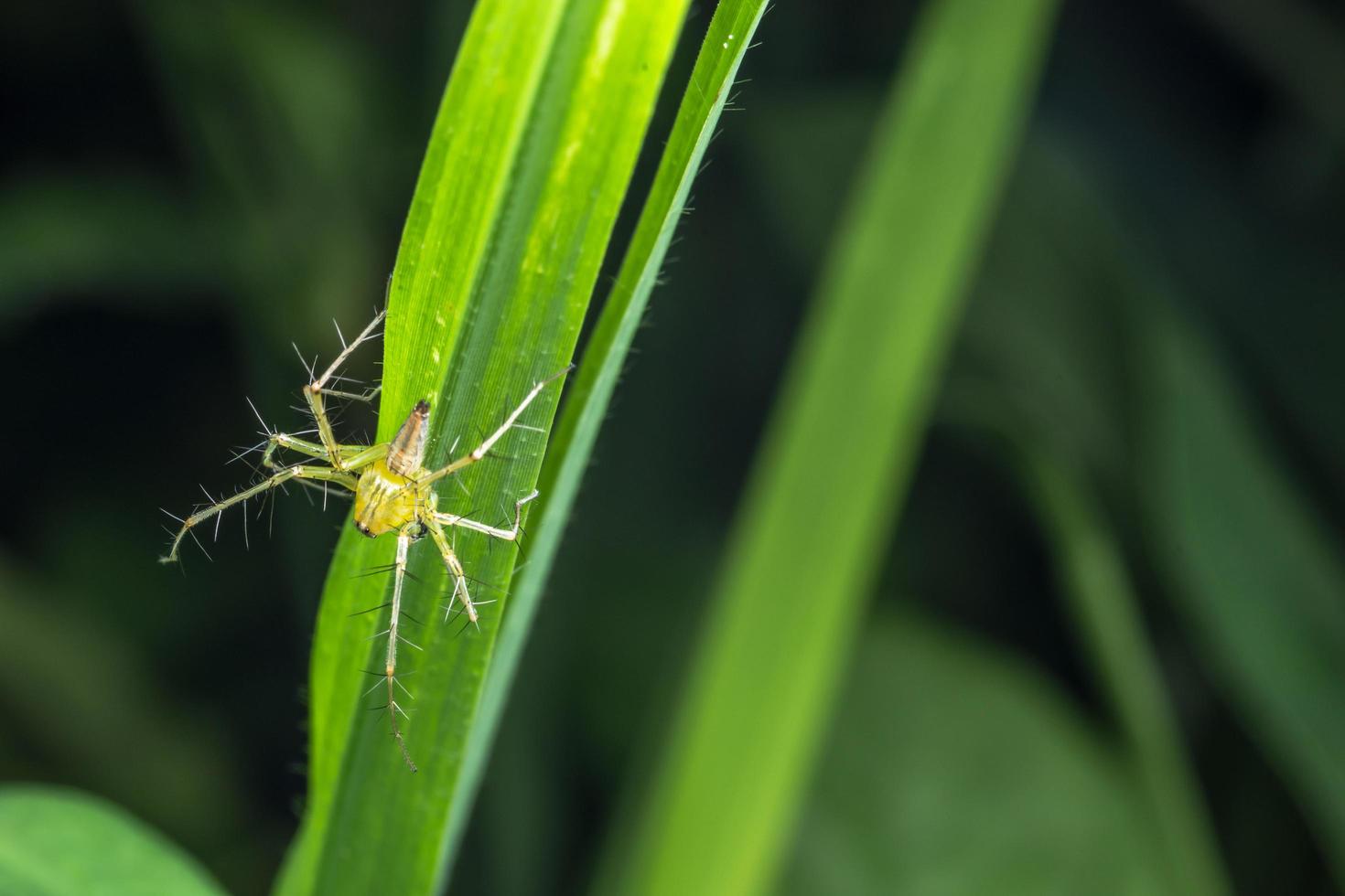 spindel, närbild foto