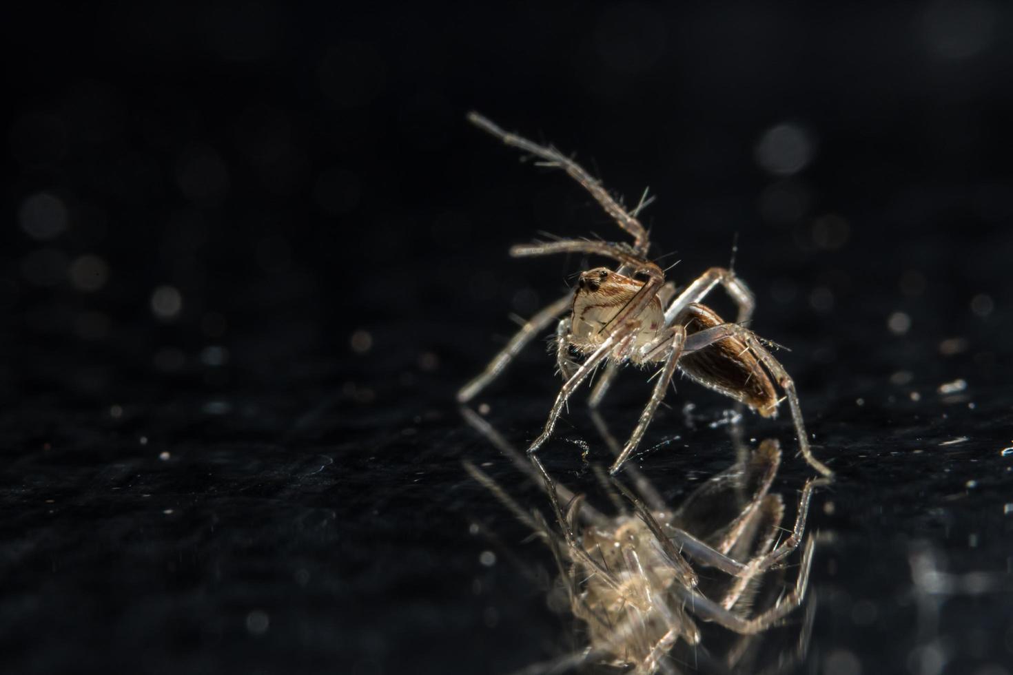 spindel på glasytan foto