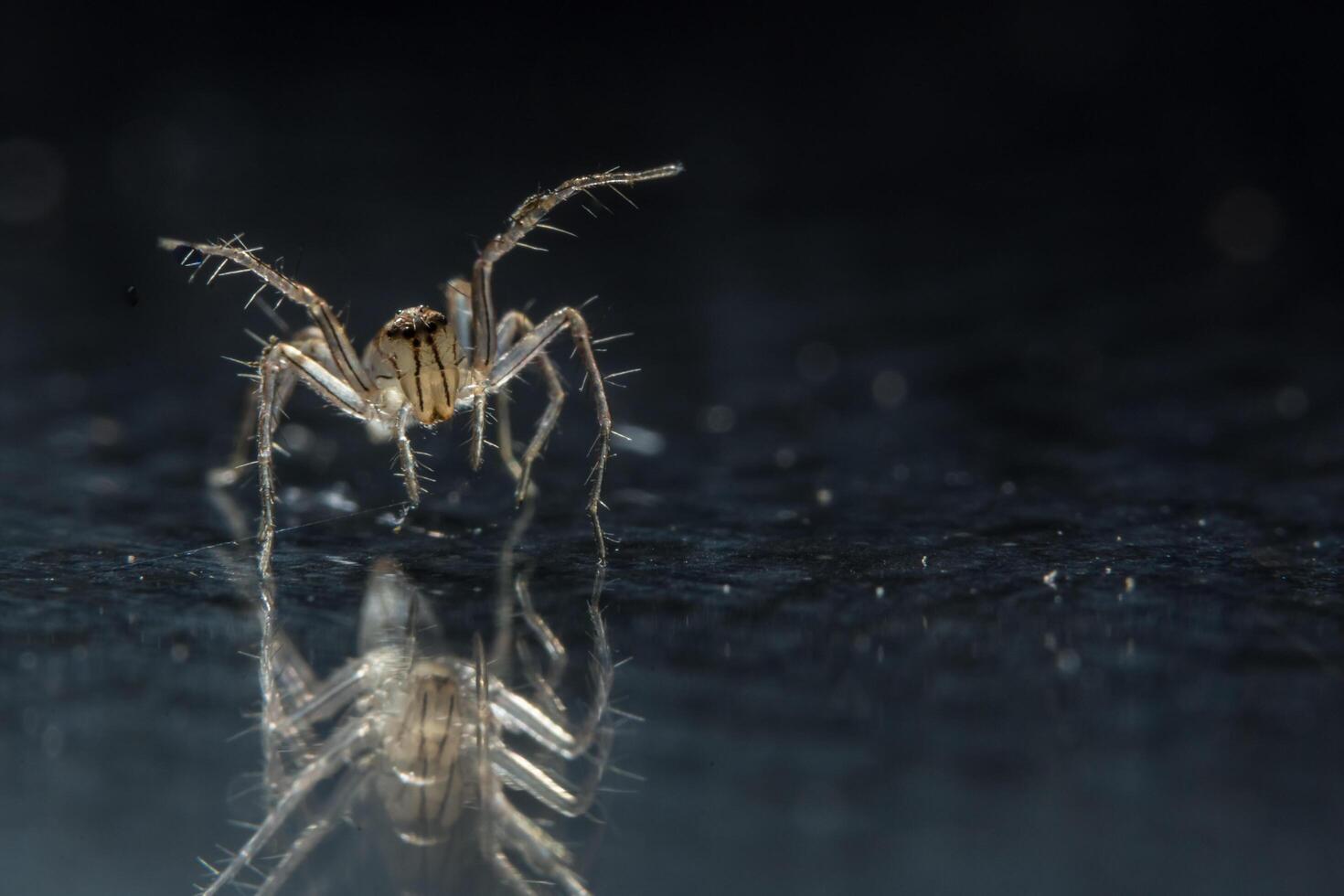 spindel på glasytan foto