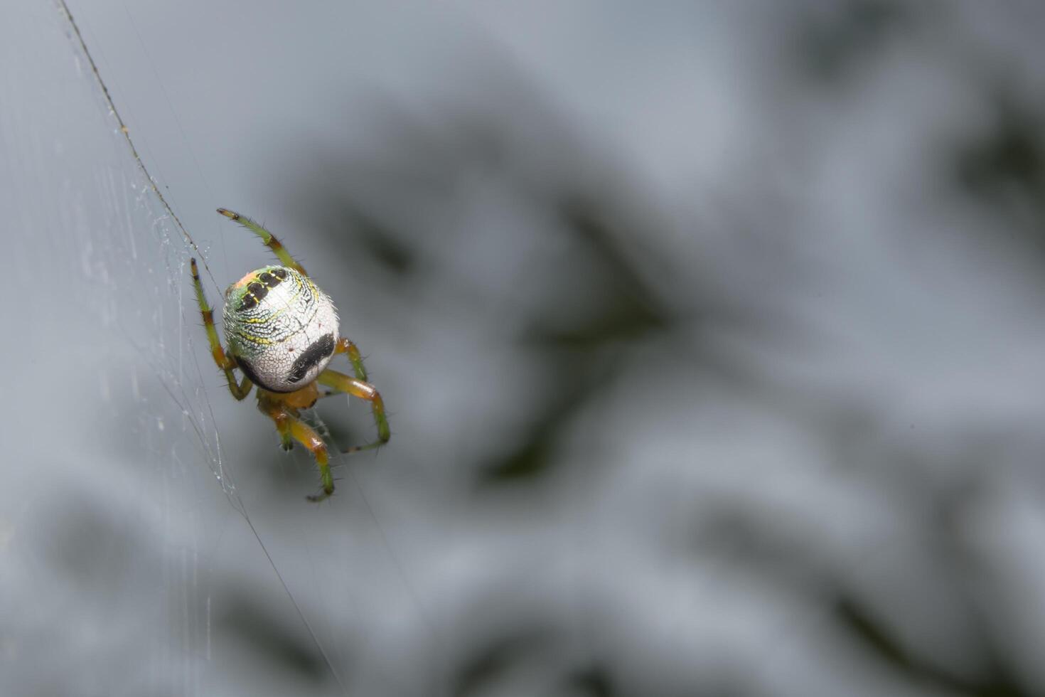 spindel, närbild foto