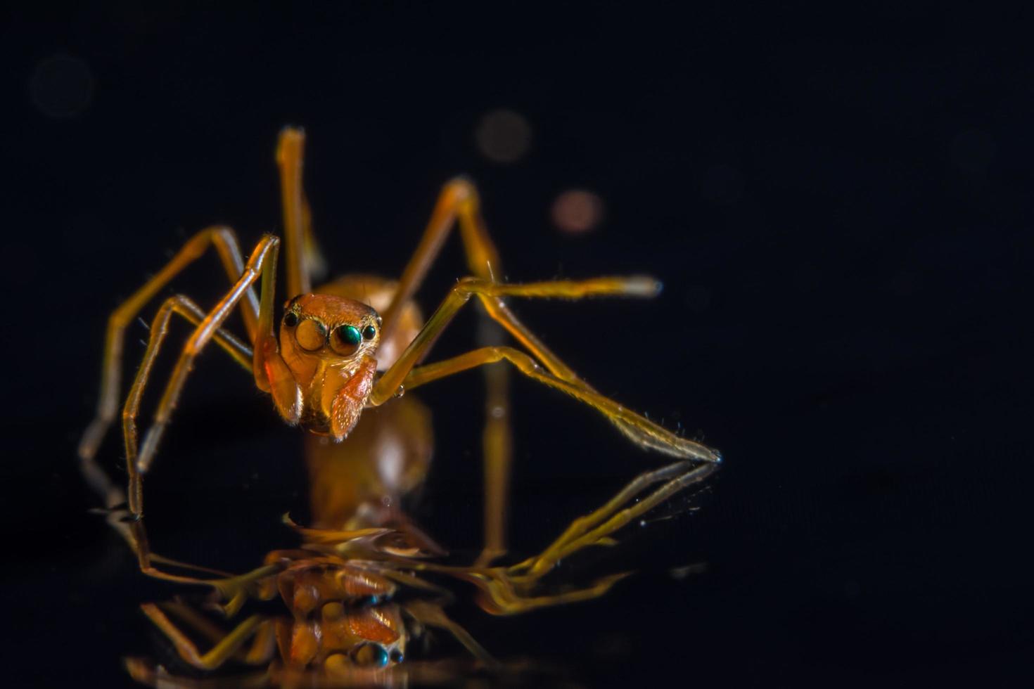 spindel, närbild foto