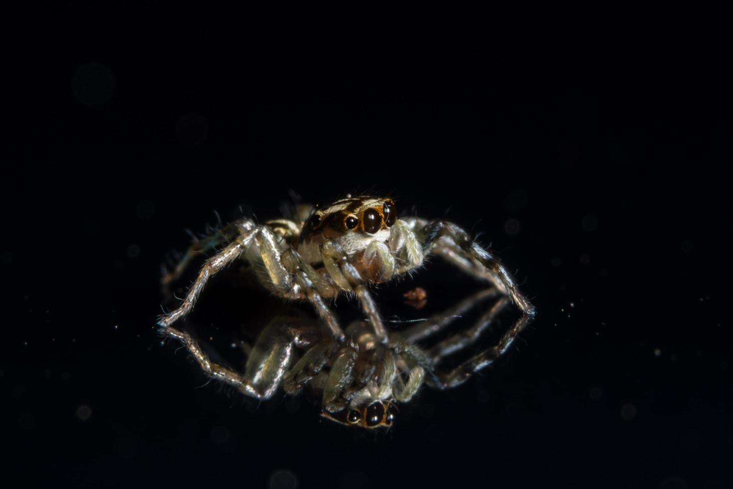 spindel på glasytan foto