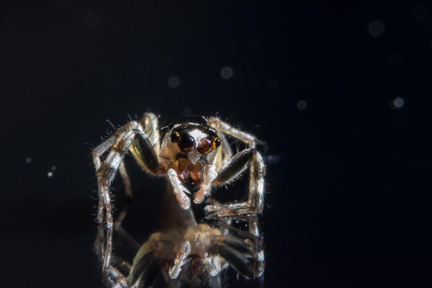 spindel på glasytan foto