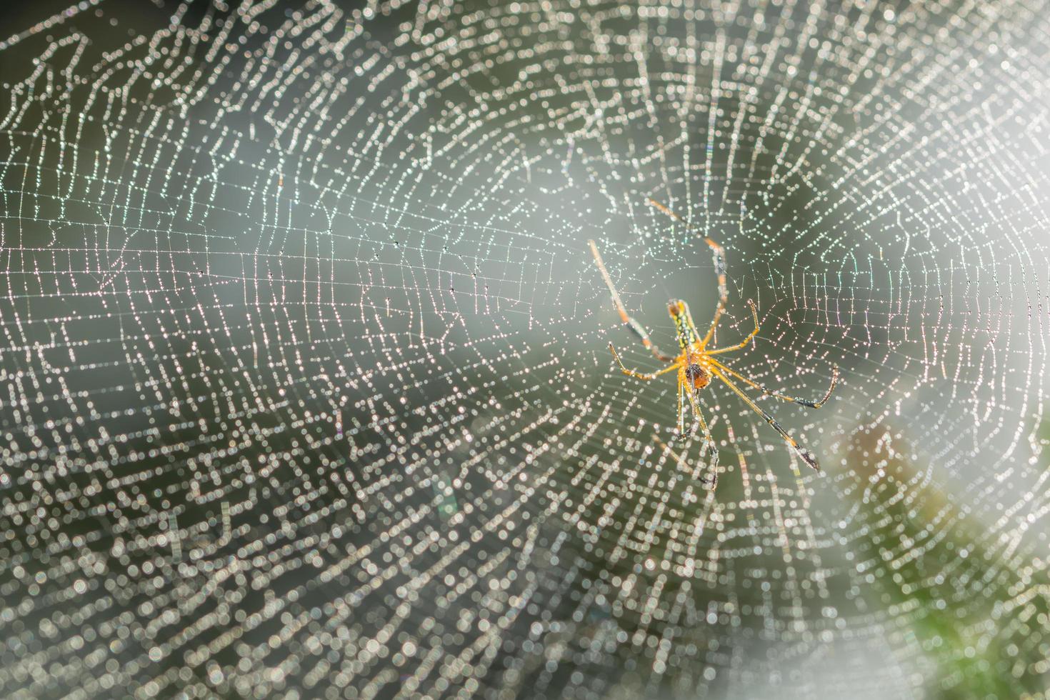 spindel i spindelnätet foto