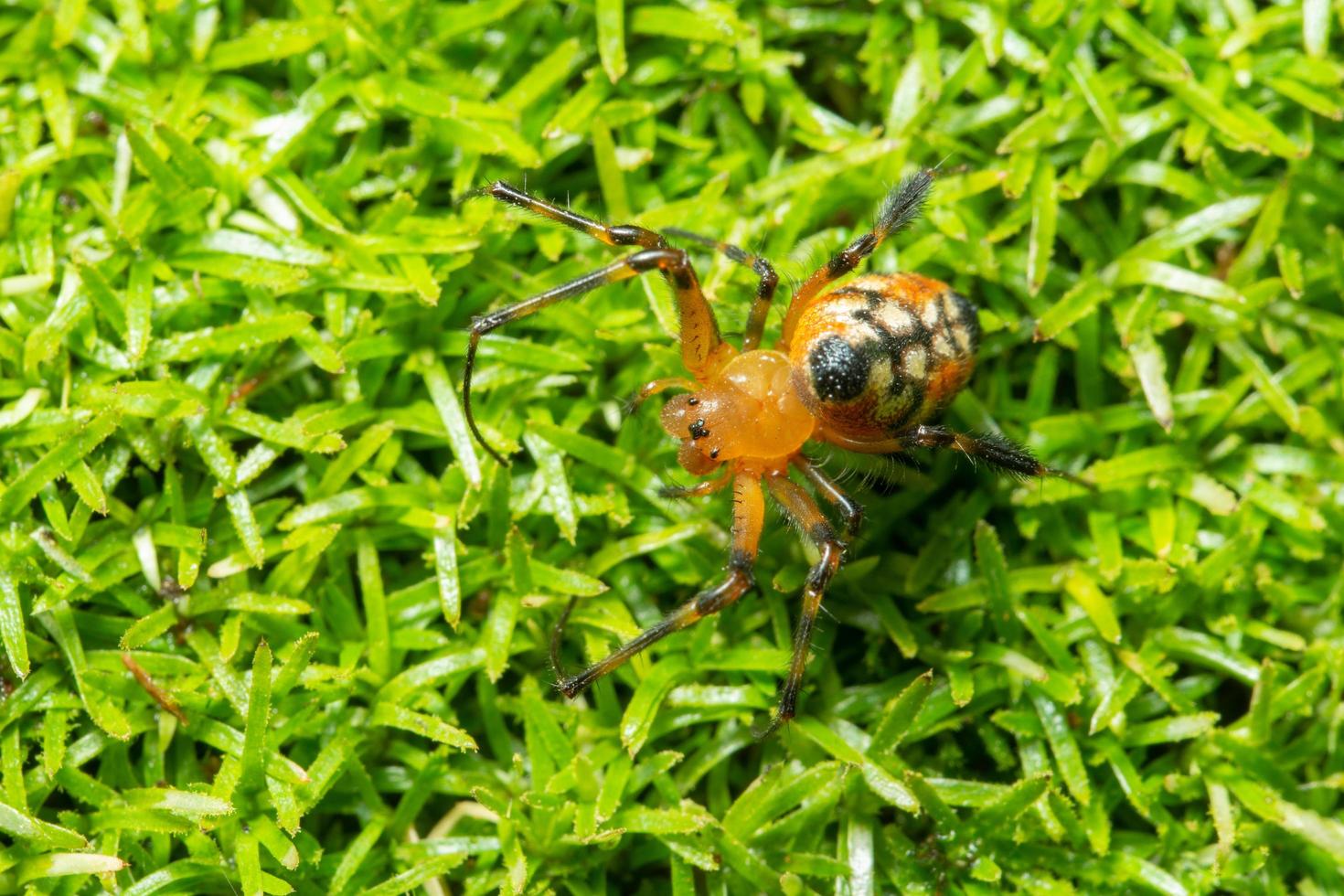 spindel i gräset foto