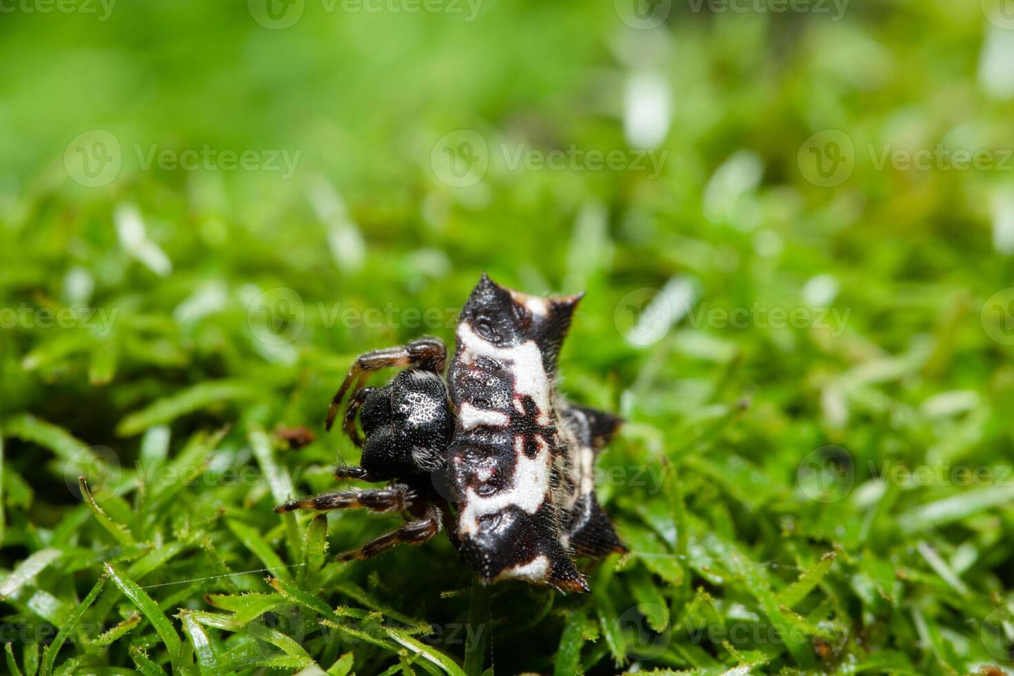 spindel i gräset foto