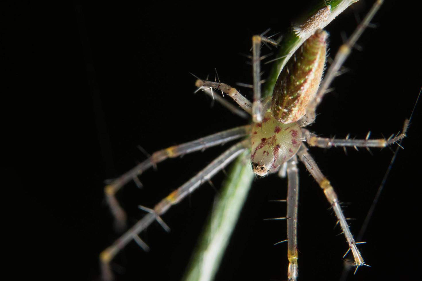 spindel, närbild foto