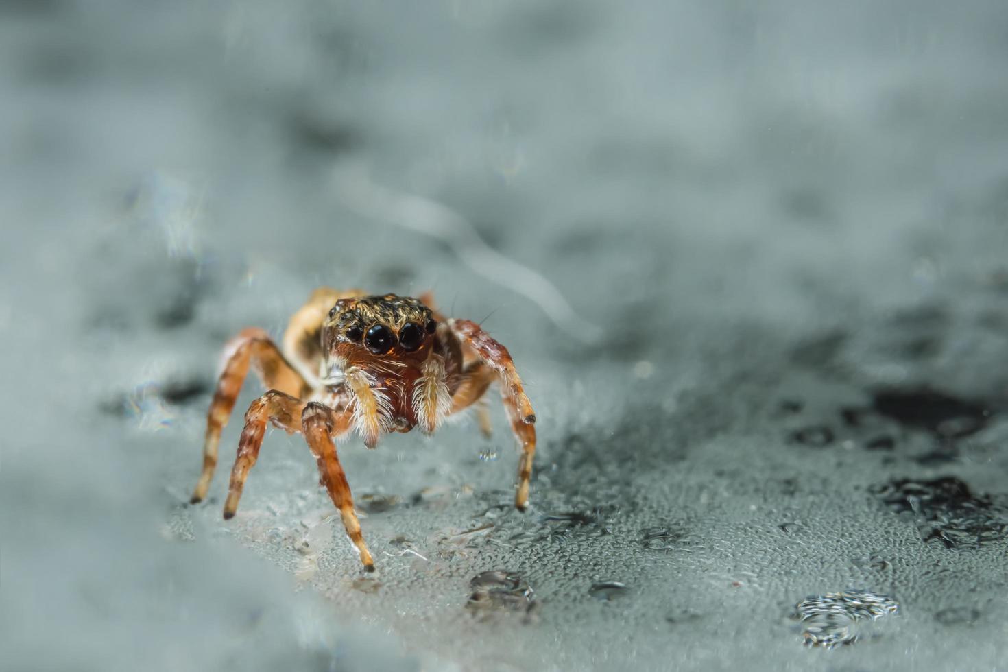 spindel på glasytan foto