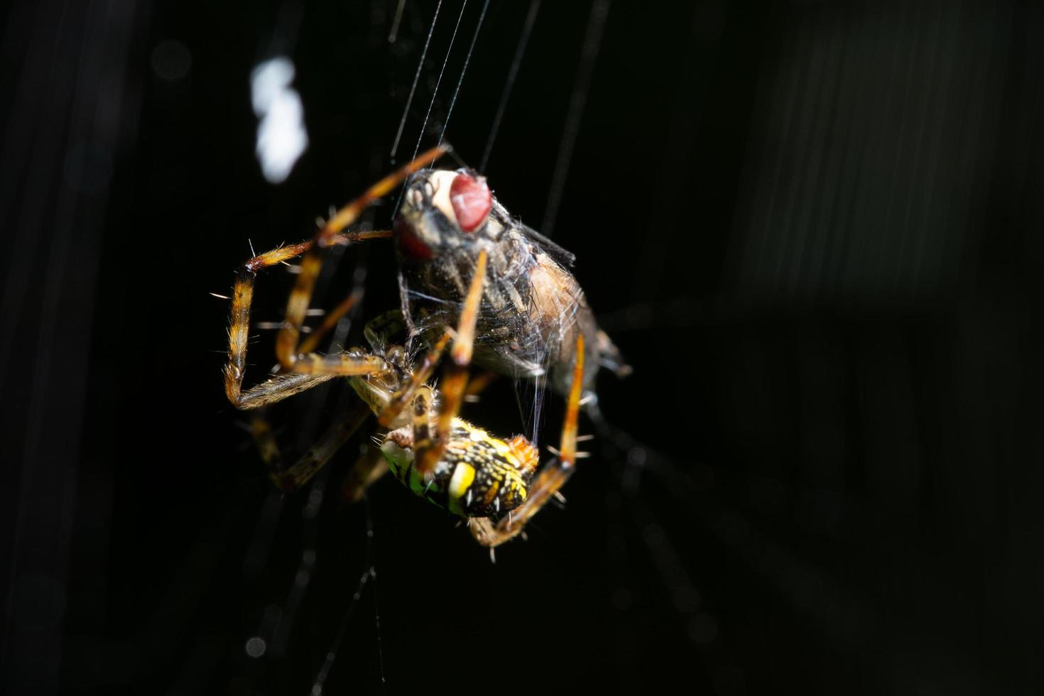 spindel i spindelnätet foto