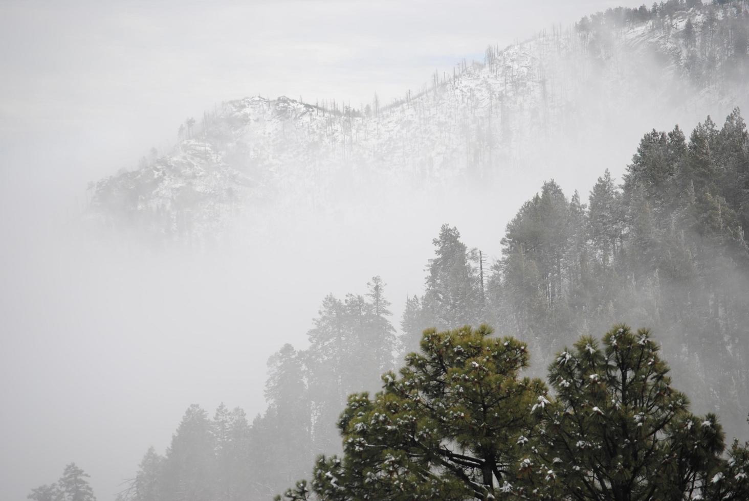 träd i den snöiga dimman foto