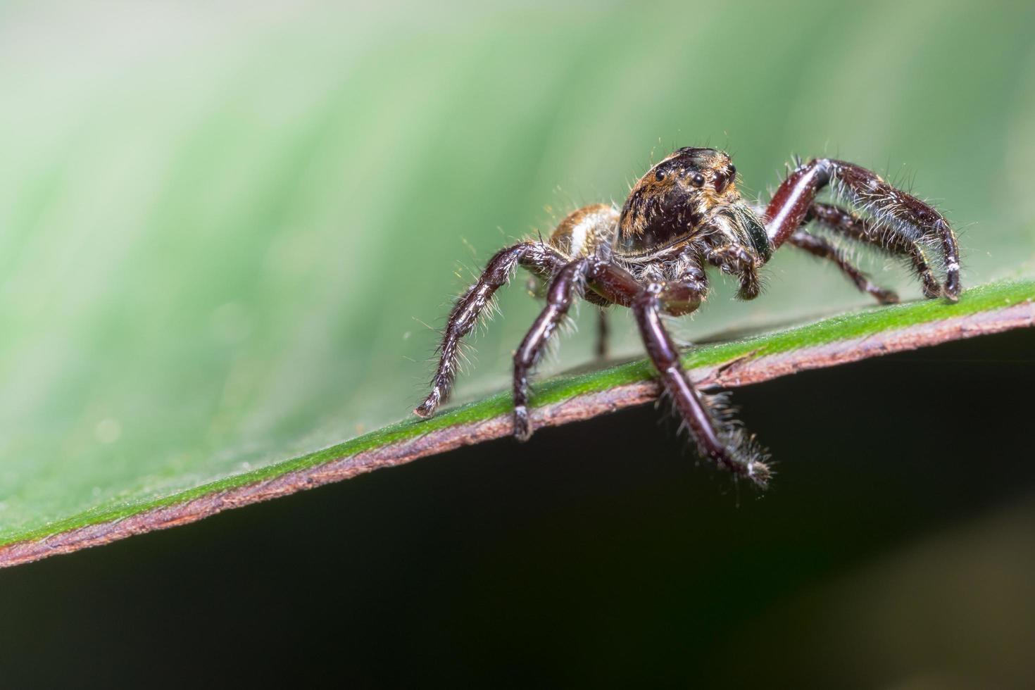 spindel på ett blad foto