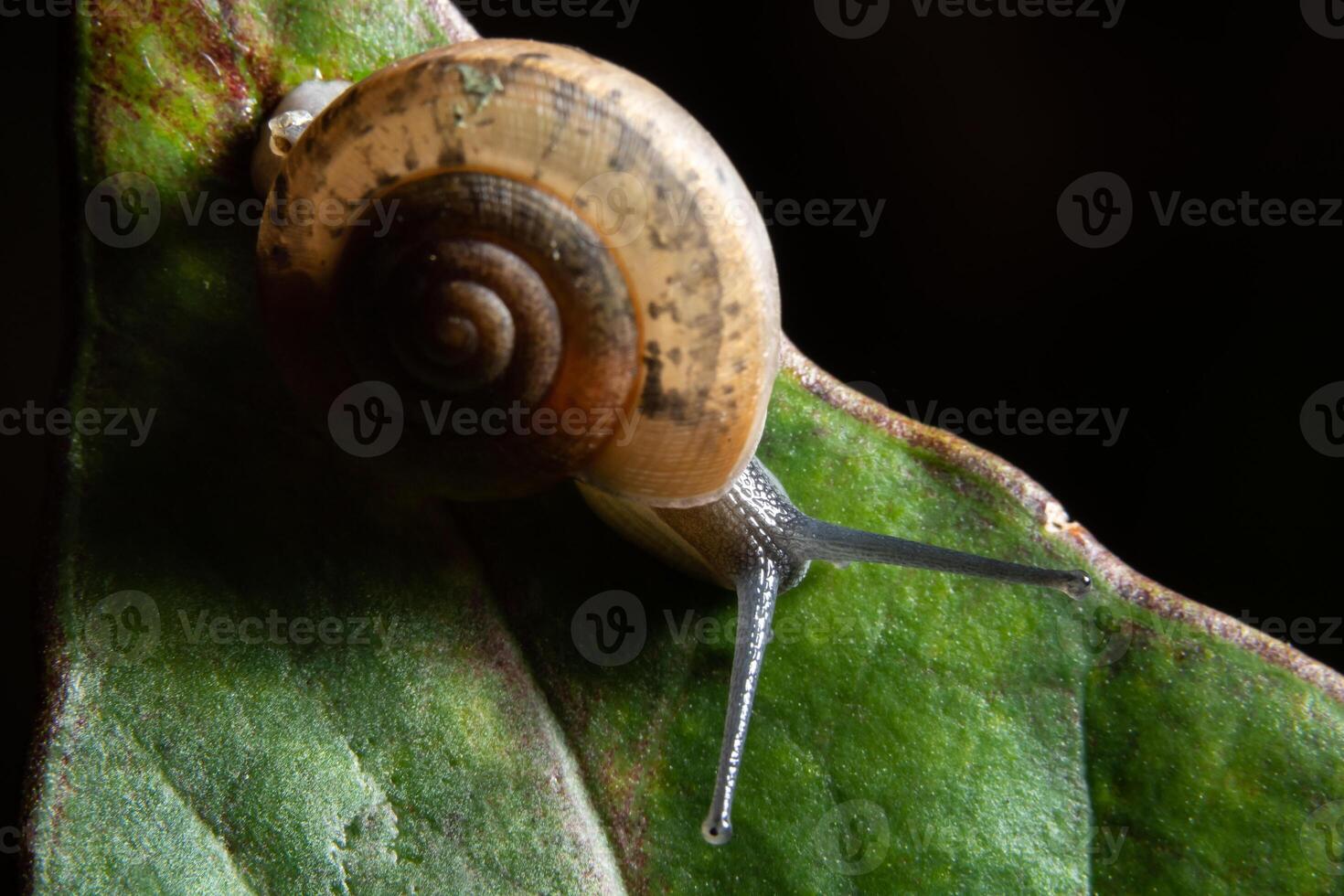 snigel på grönt blad foto