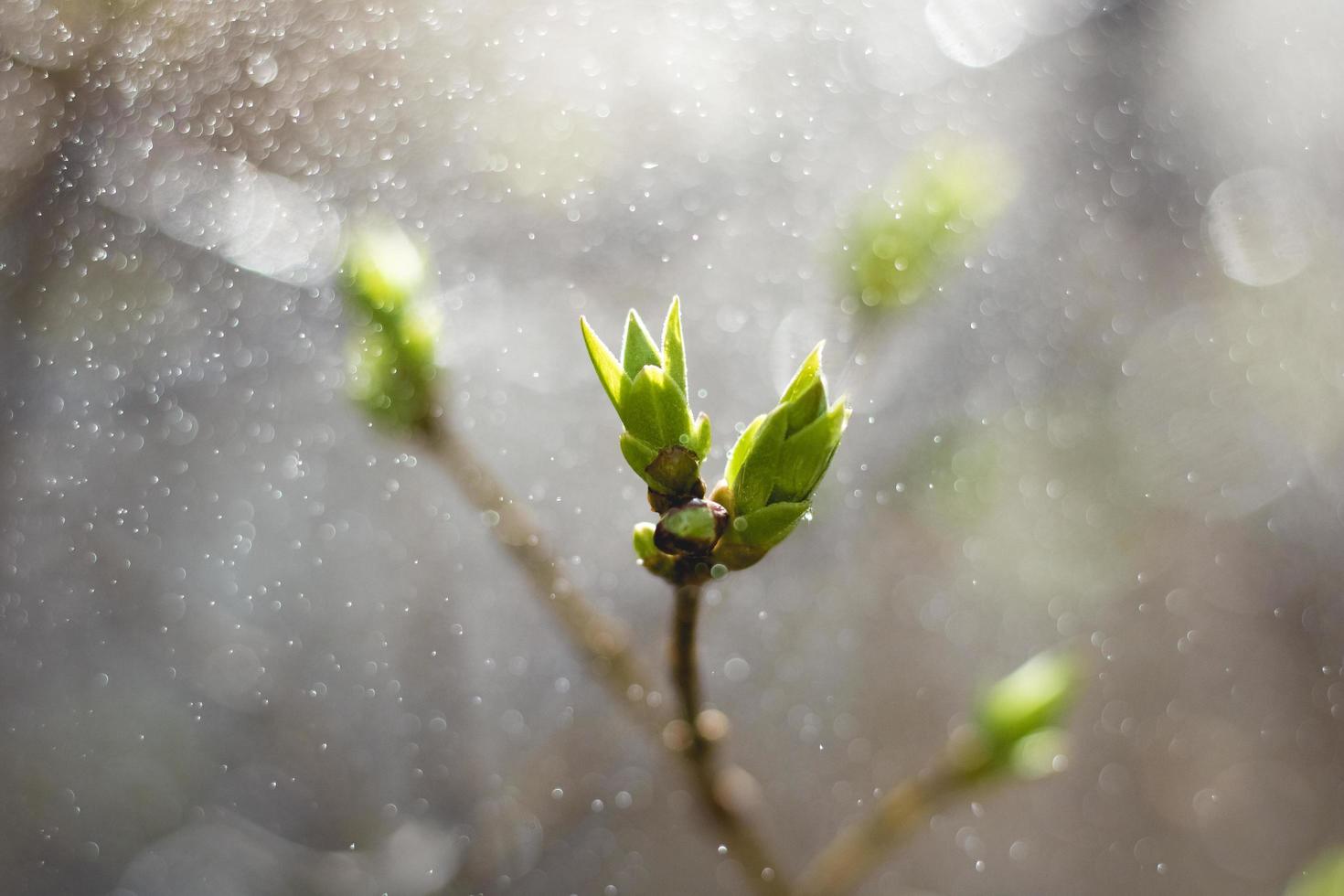 gröna blad på en planta foto