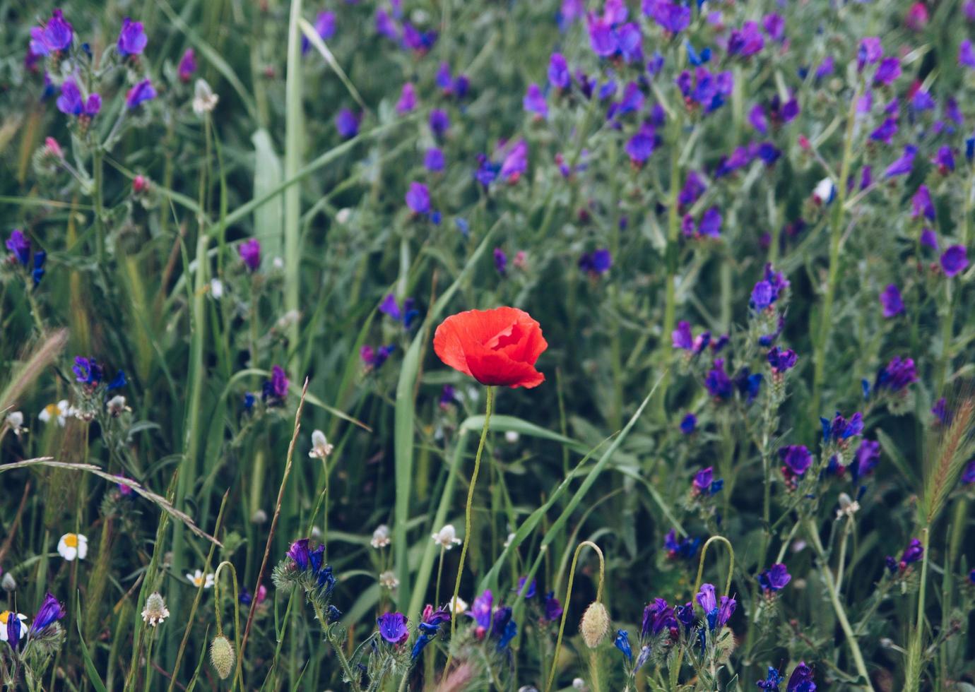 röd blomma växt foto