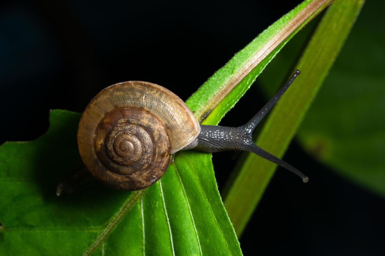 snigel på ett blad foto