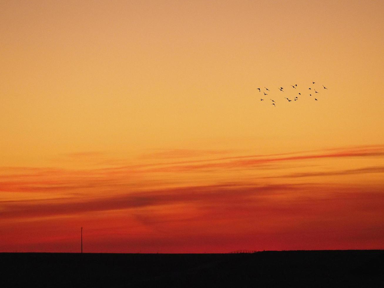 flock fåglar vid solnedgången foto