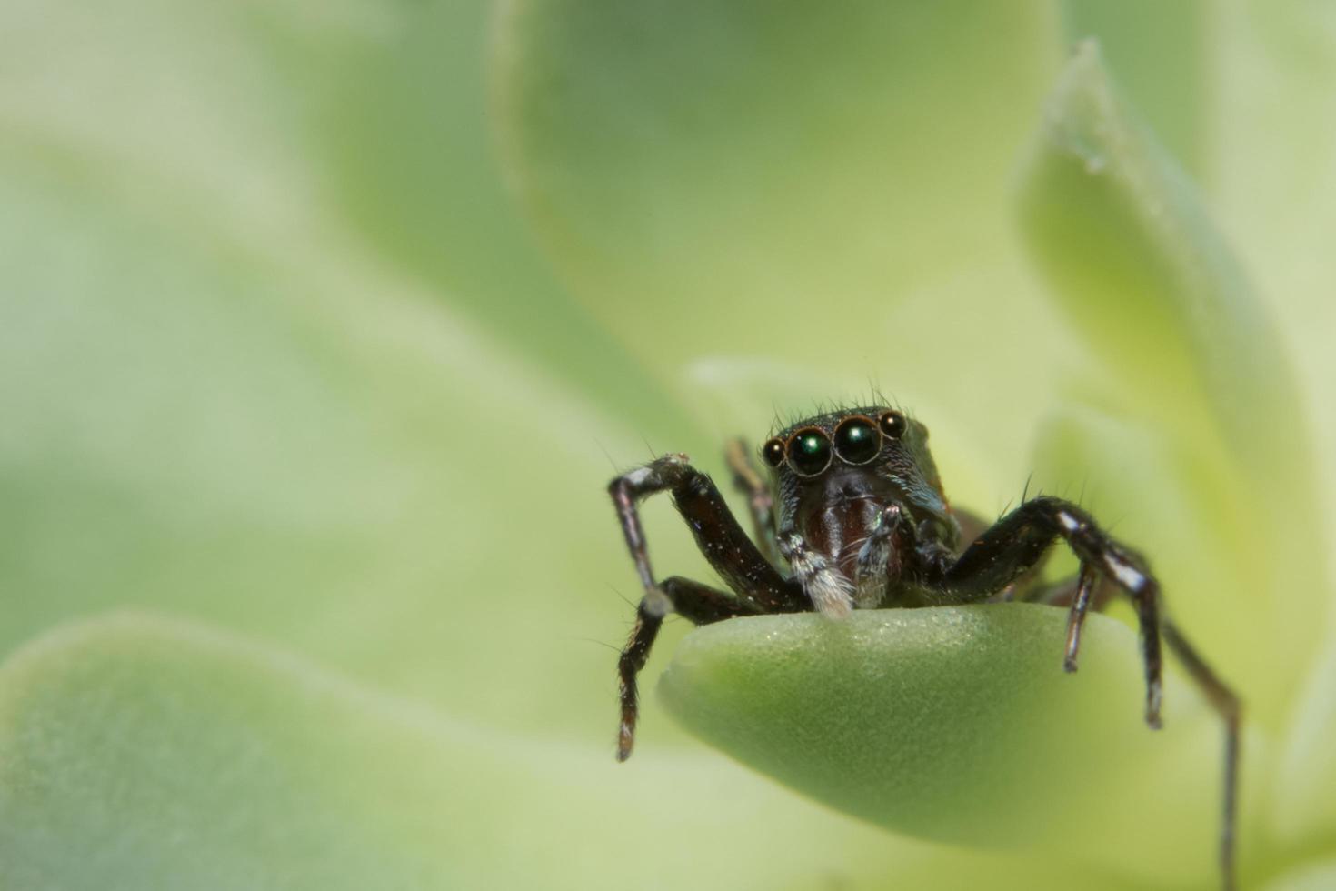 spindel på ett grönt blad foto