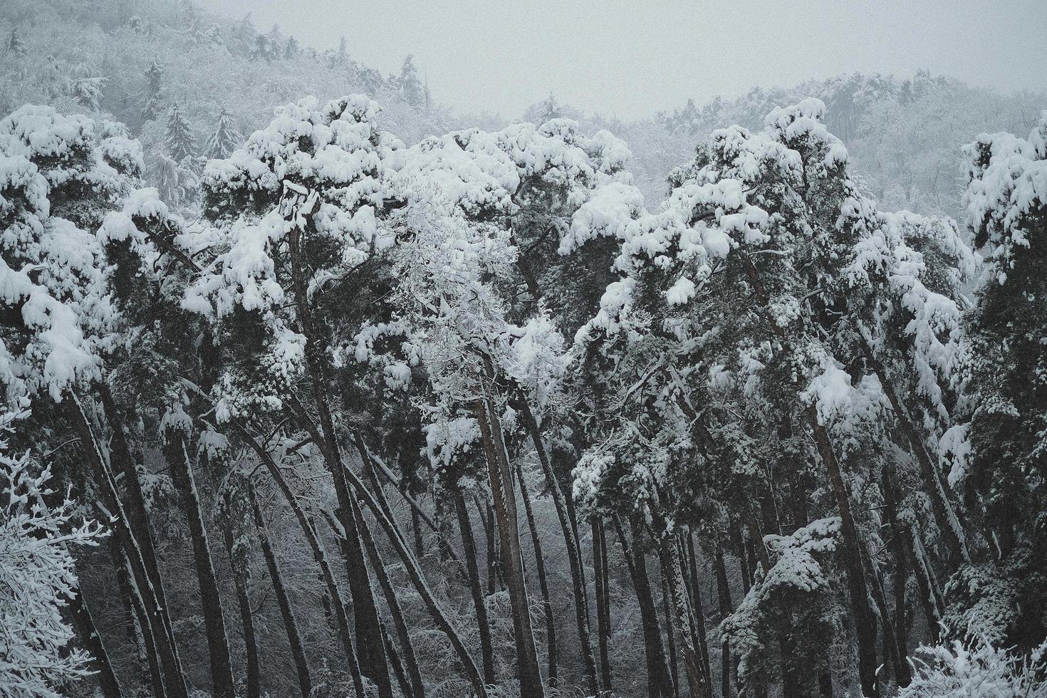 träd täckta med snö i stormigt väder foto