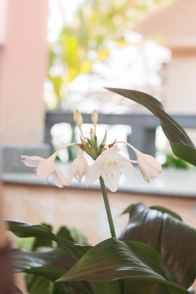 vita hippeastrum blommor med gröna blad foto