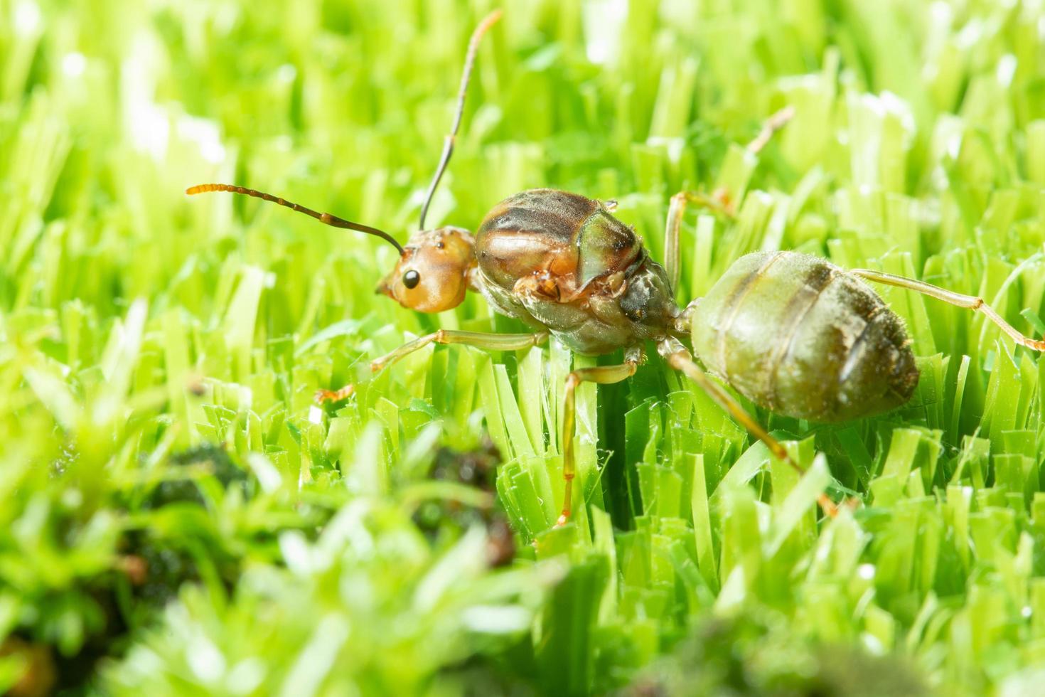 grön myra i gräset foto