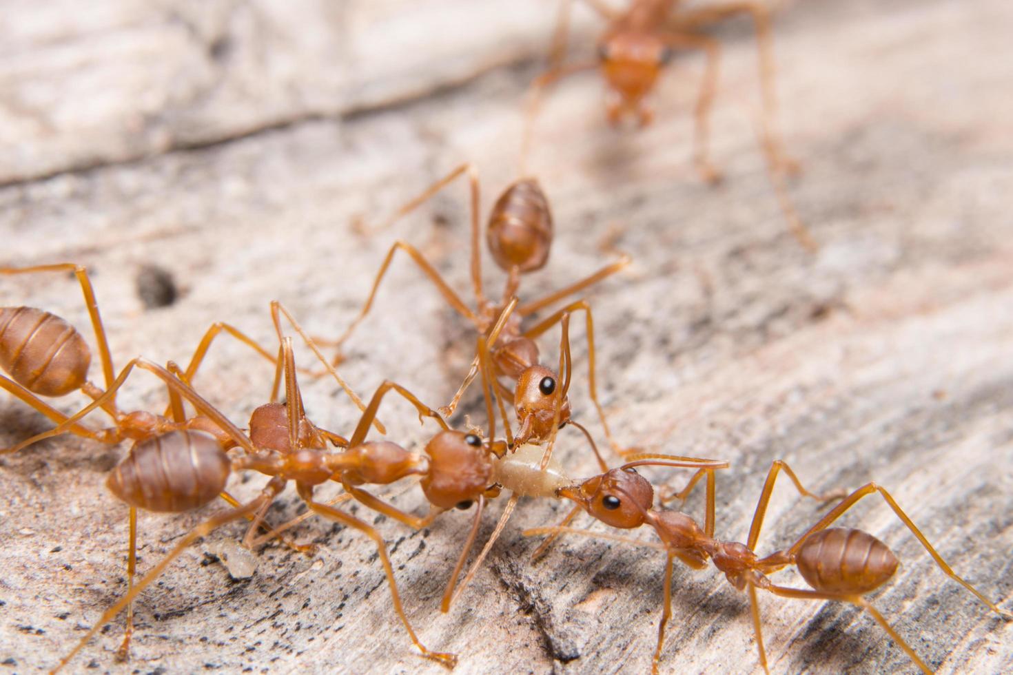 röda myror närbild foto