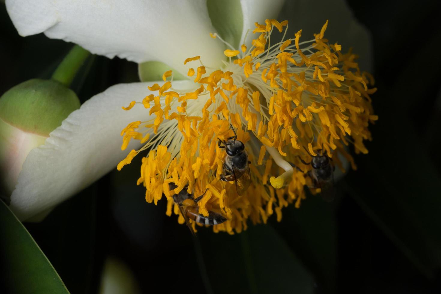 bin på en gul blomma foto
