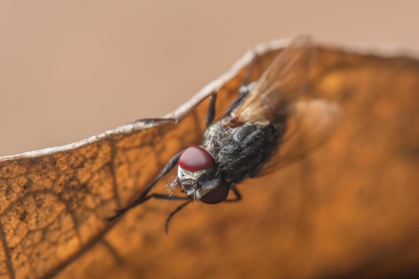 flyga på ett torrt blad foto