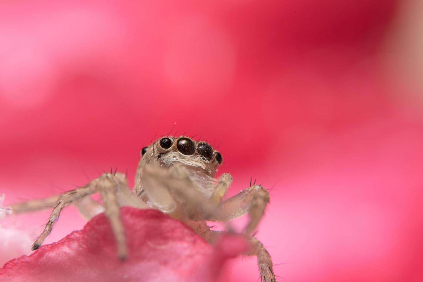 spindel på rosa bakgrund foto
