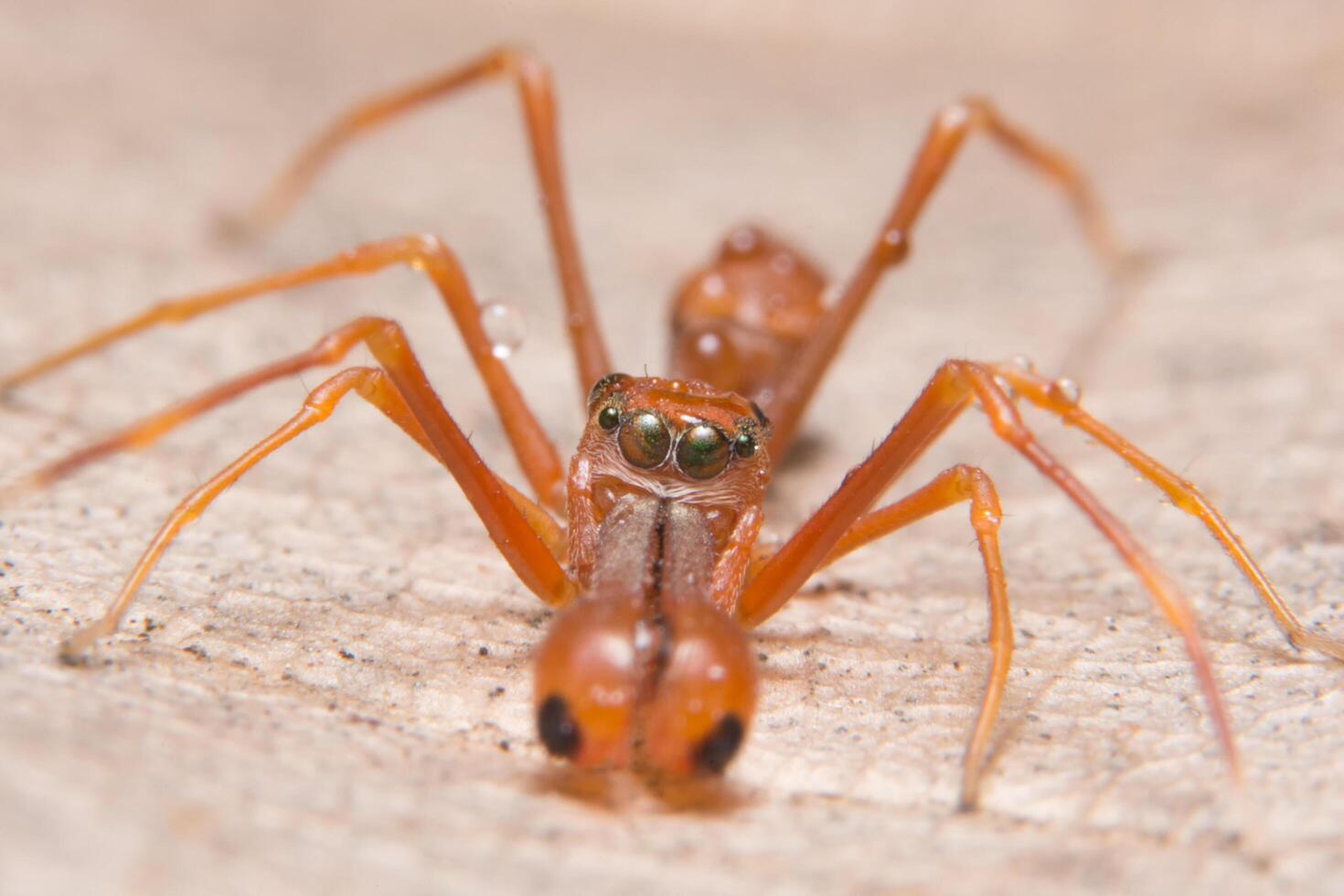 myrliknande spindelnärbild foto