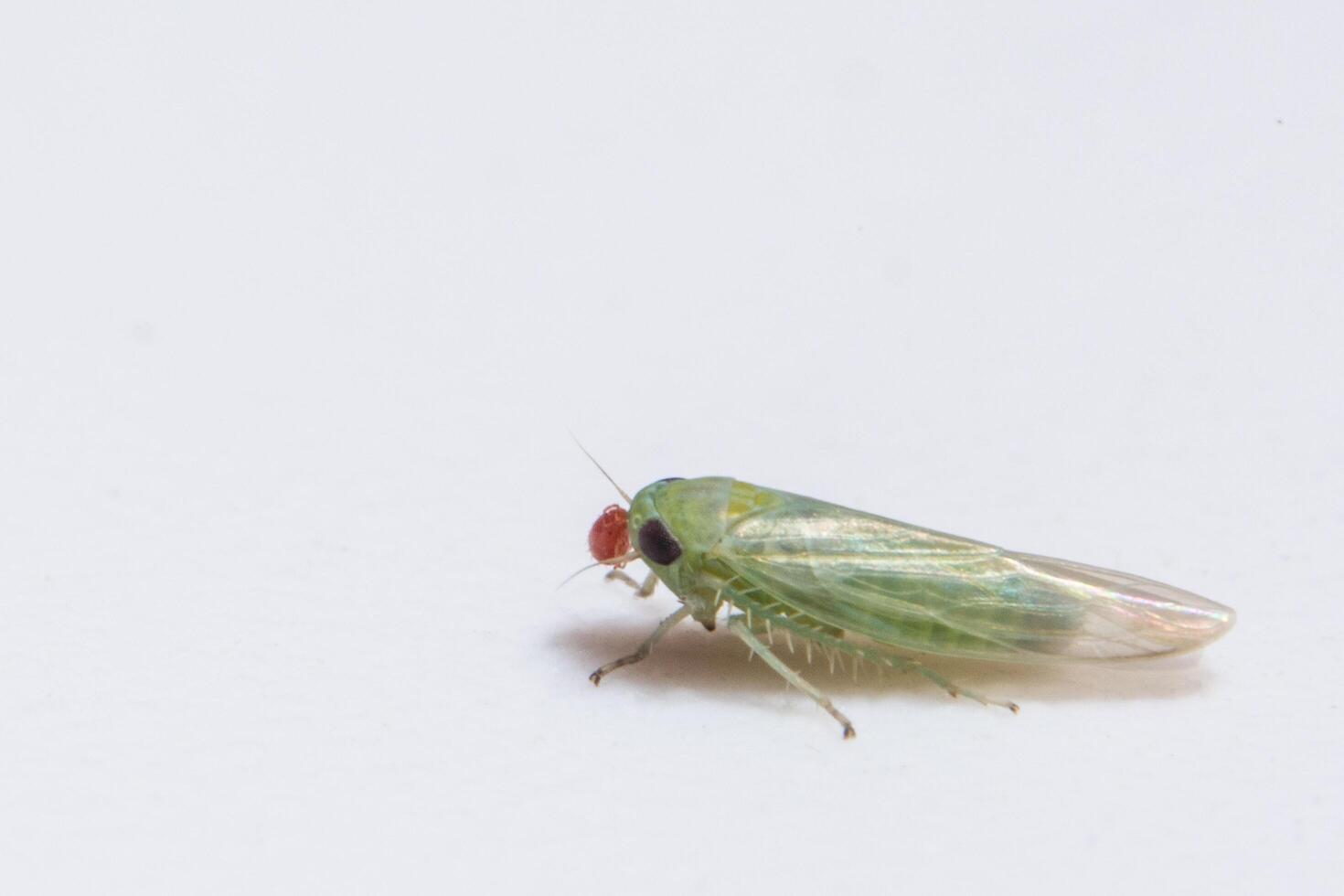 leafhopper på vit bakgrund foto