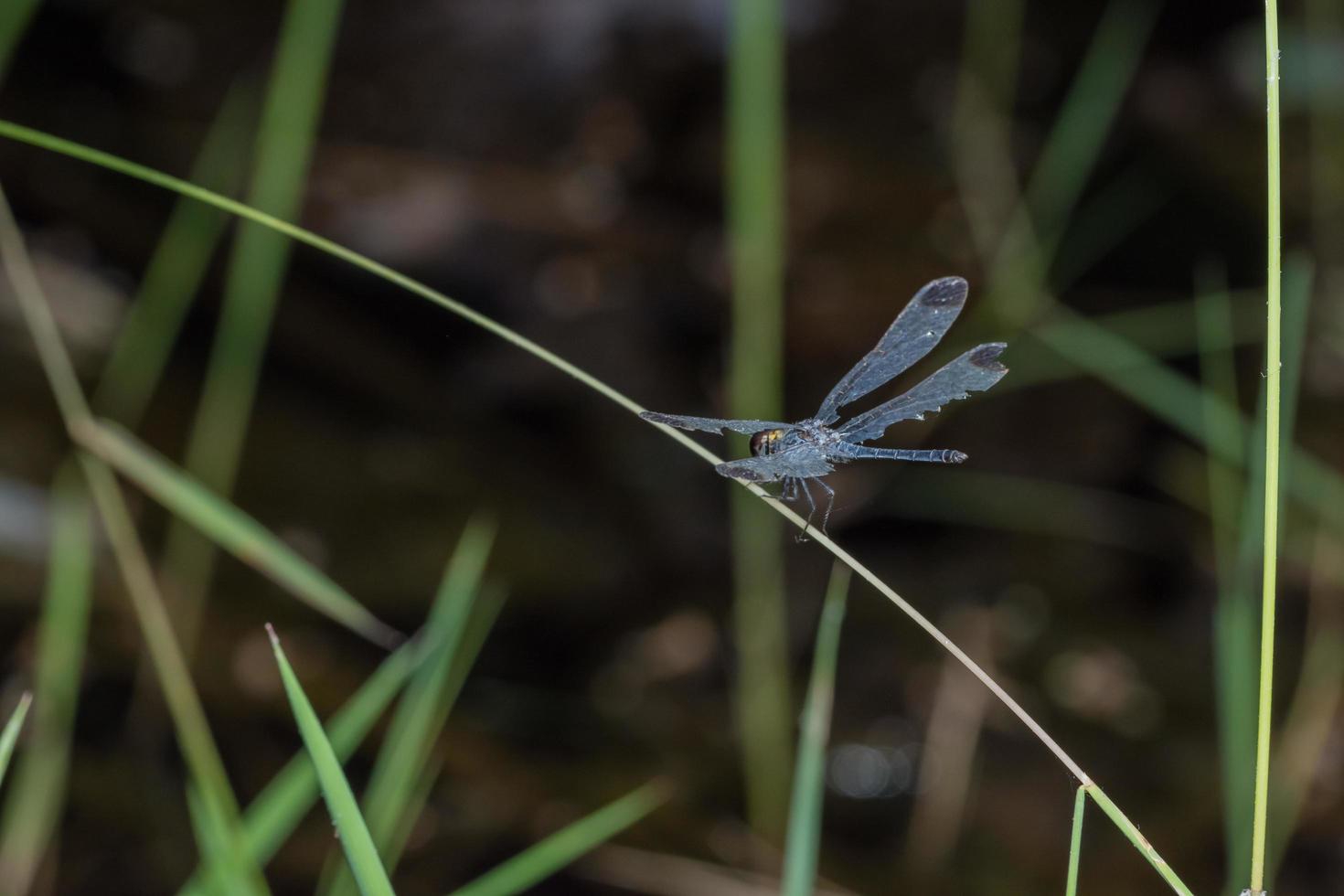 zygoptera på en växt foto