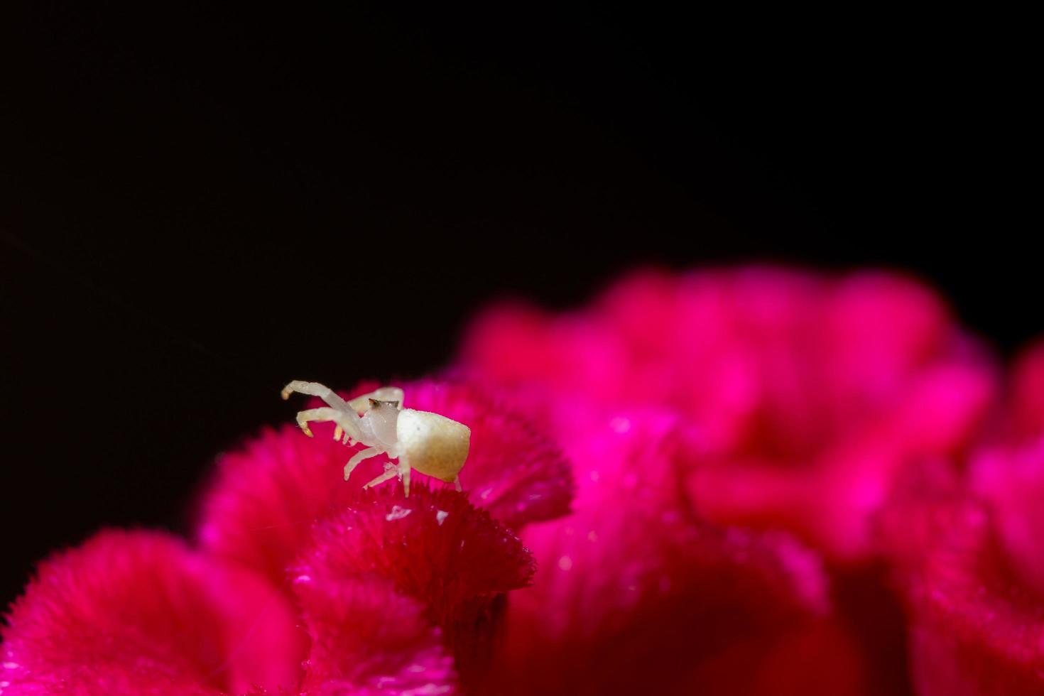 vit spindel på en röd blomma foto