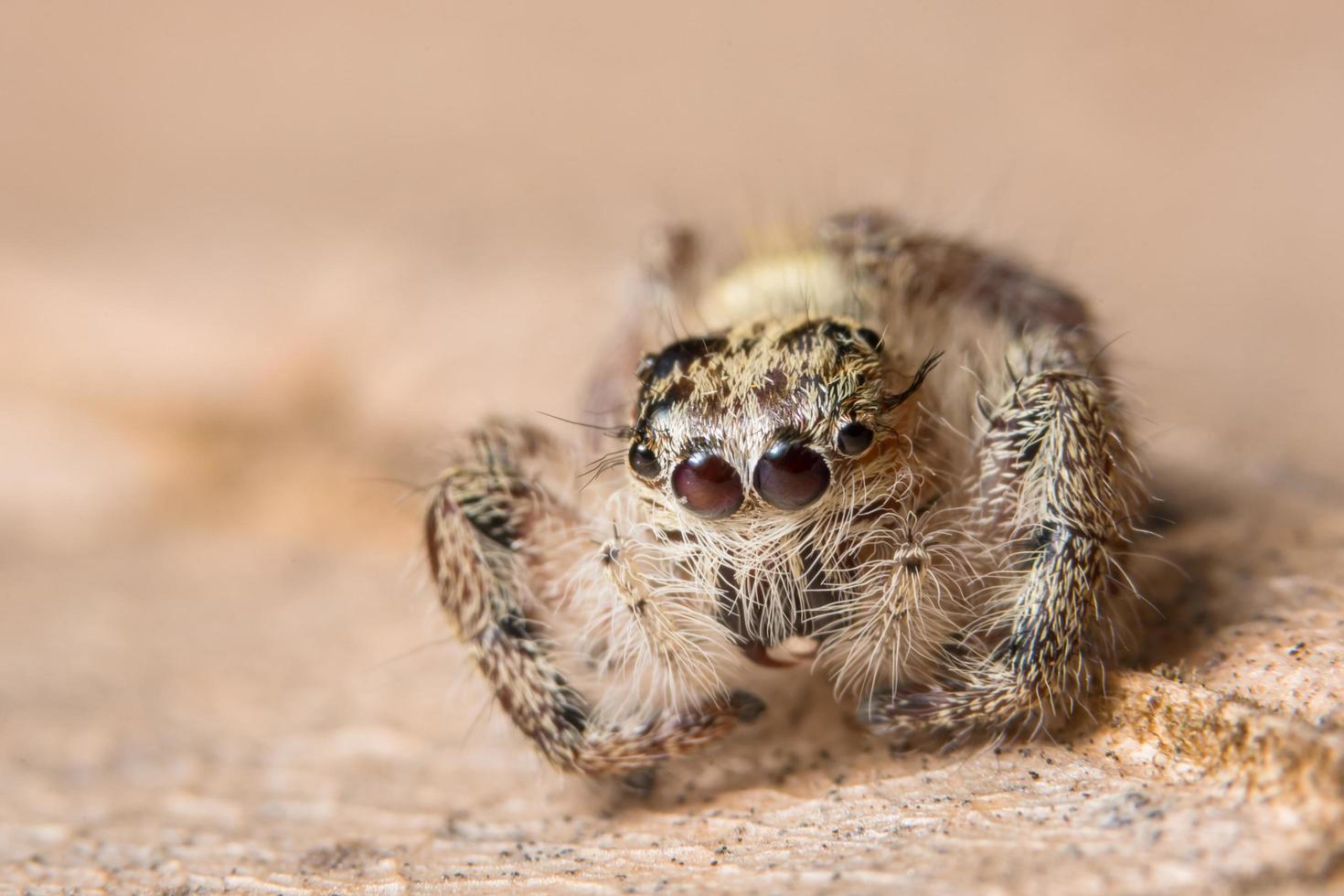 spindel på ett torrt blad foto