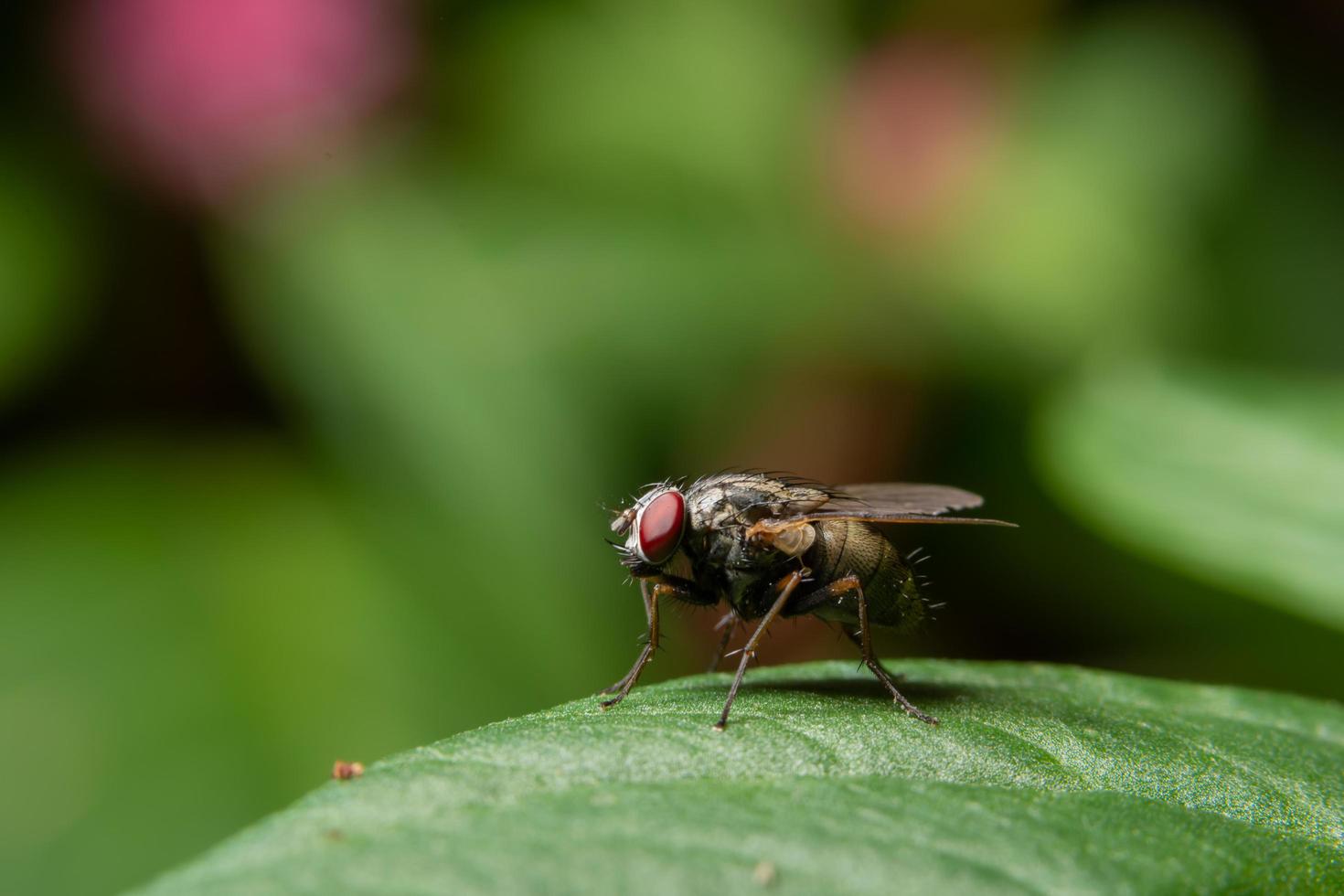 flyga på ett blad foto