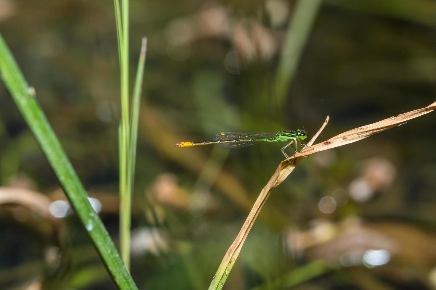 zygoptera på en växt foto